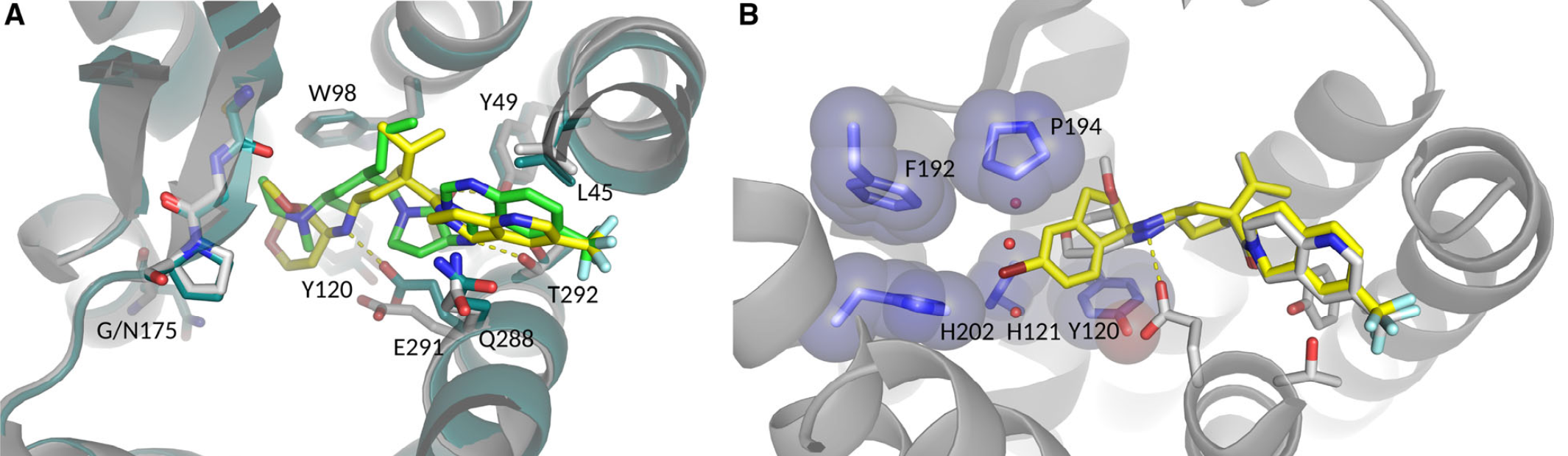 Fig. 3 from (3): A) Orthosteric site superposition of 5T1A (white) and 6GPX (blue) shows that the binding sites are structurally and conformationally highly conserved. The chemically distinct ligands BMS-681 (green) and MK-0812 (yellow) occupy overlapping sites in the receptor and form unique contacts within the binding pocket. The main difference consists in the electrostatic interaction of the E2917.39 side chain with MK- 0812. (B) Predicted binding pose of compound 15a (yellow) superimposed with MK-0812 (white). Indane contacting residues are shown as van der Waals spheres (blue); three water molecules that are potentially displaced are shown as red spheres.