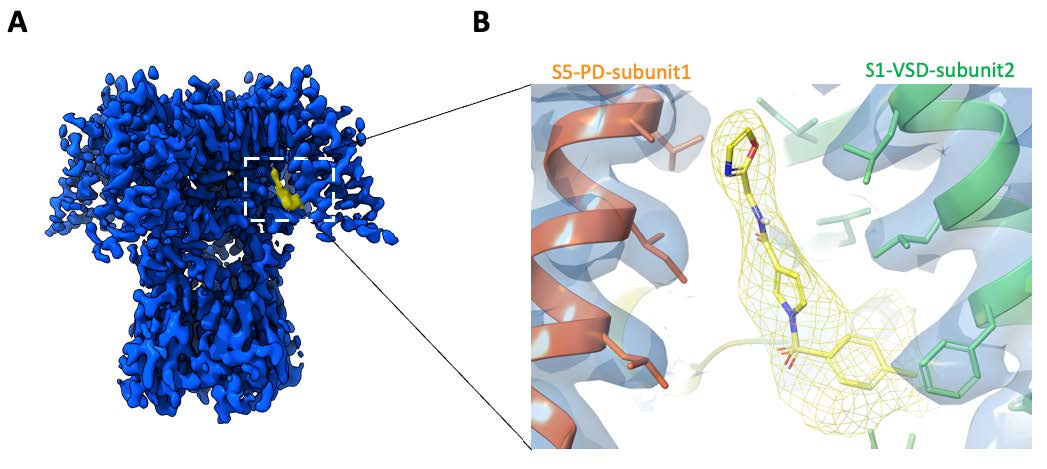 Binding site observed for the Lu AG00563 positive modulator.
A. Cryo-EM density map (blue) with region of non protein density attributed to the ligand (yellow). B. Close-up
view of the ligand binding pocket, displaying both the ligand and protein experimental densities.