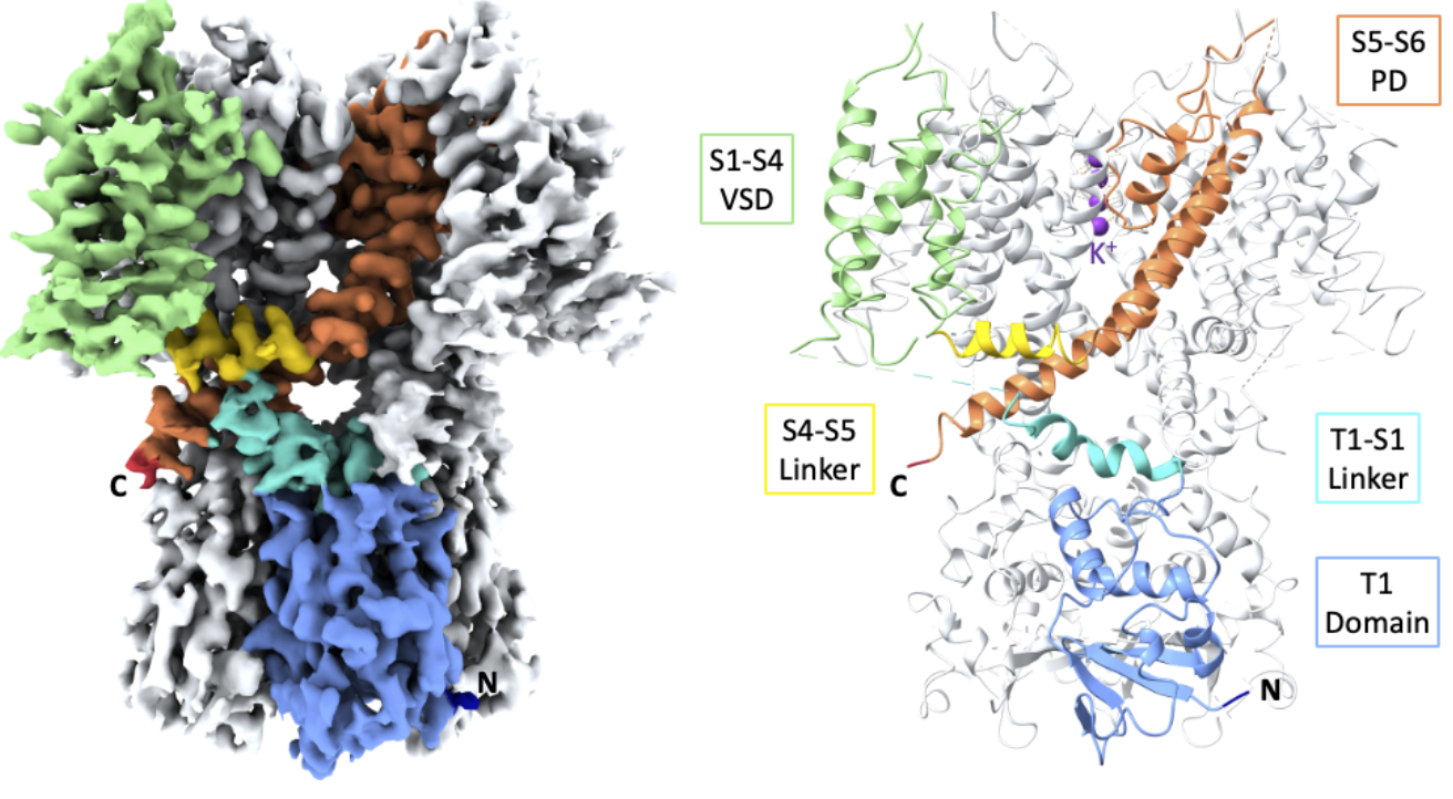 Figure 1: Left: Cryo-EM reconstruction of apo flWT-Kv3.1. Right: Atomic model of apo flWT-Kv3.1. The color code is identical in both figures and highlights the different domains and their organization in flWTKv3.1.