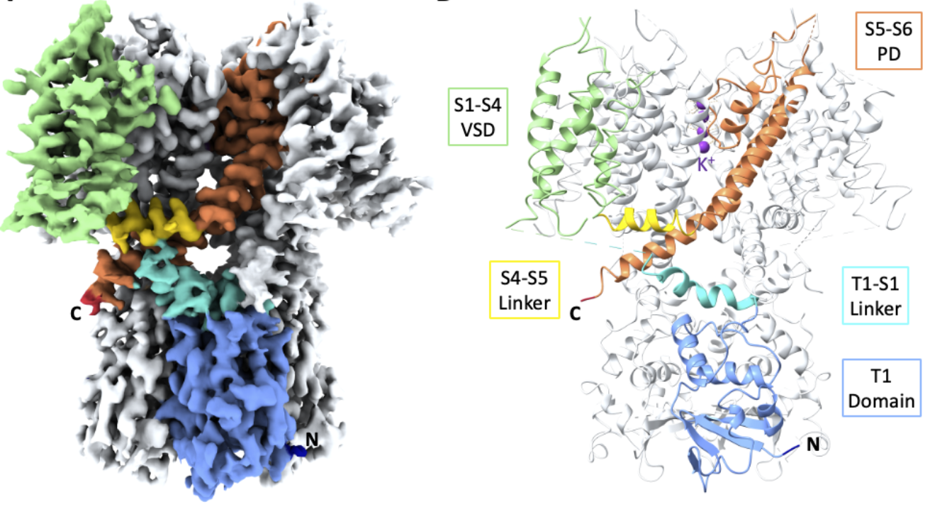 Left: Cryo-EM reconstruction of apo flWT-Kv3.1. Right: Atomic model of apo flWT-Kv3.1. The color code is identical in both figures and highlights the different domains and their organization in flWTKv3.1.